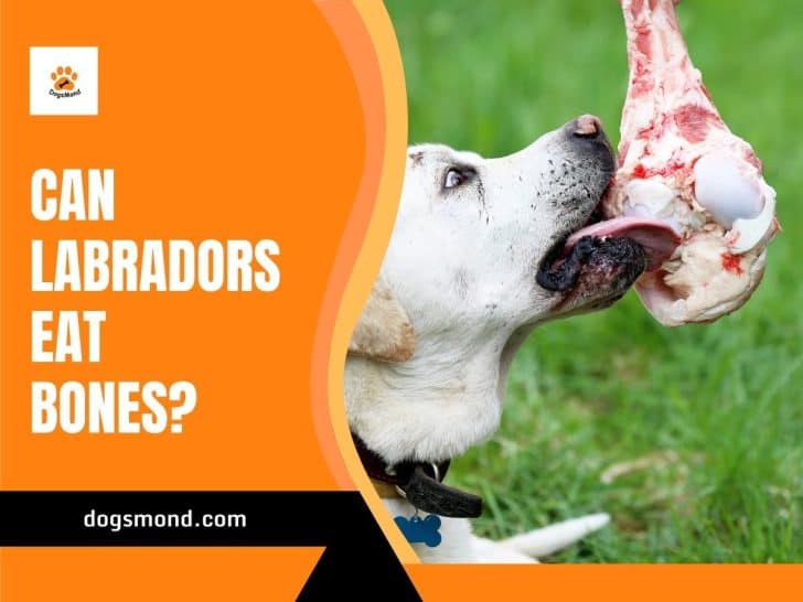 Can Labradors Eat Bones?
