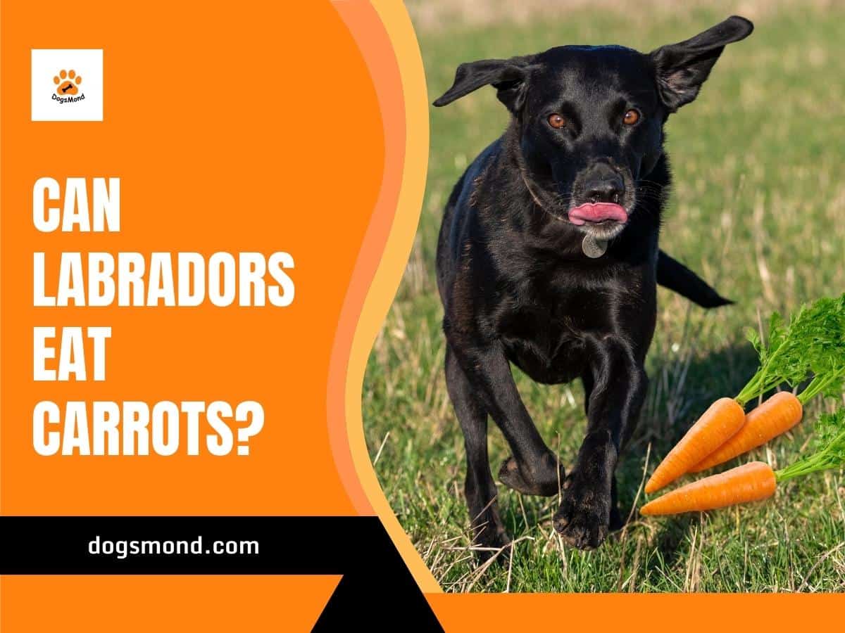 Can Labradors Eat Carrots?