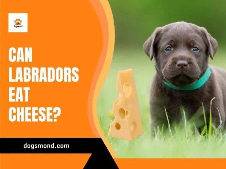 Can Labradors Eat Cheese?