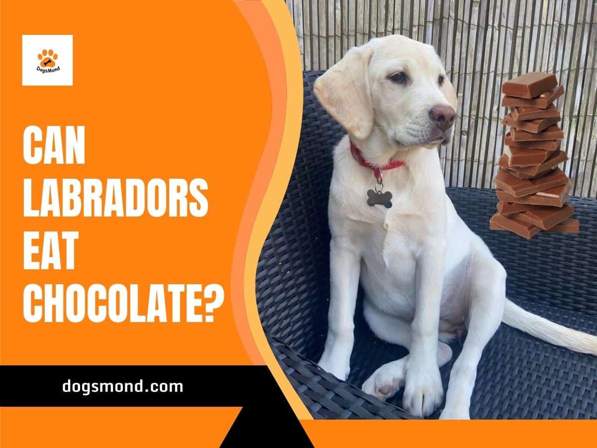 Can Labradors Eat Chocolate?