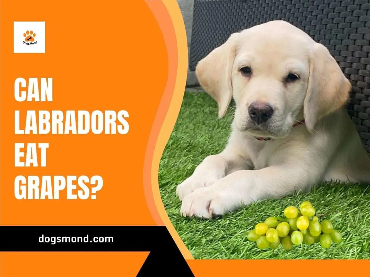 Can Labradors Eat Grapes?