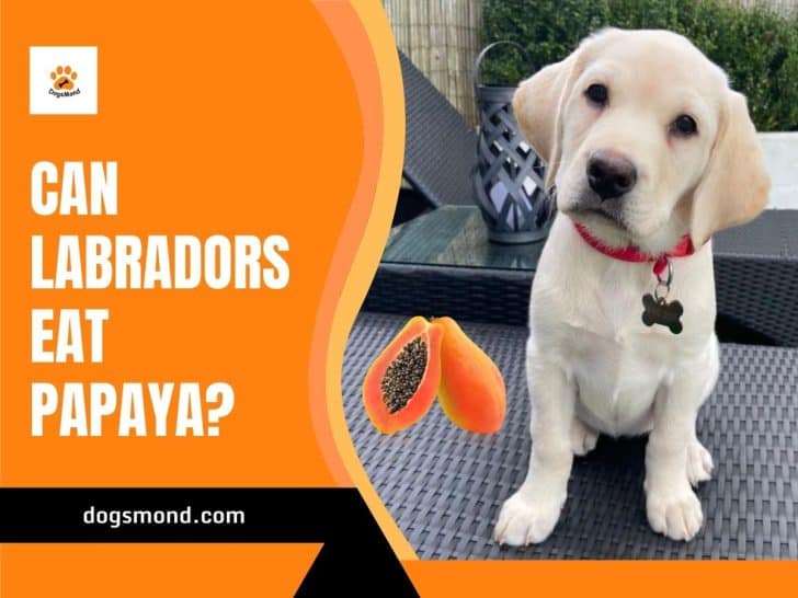 Can Labradors Eat Papaya?