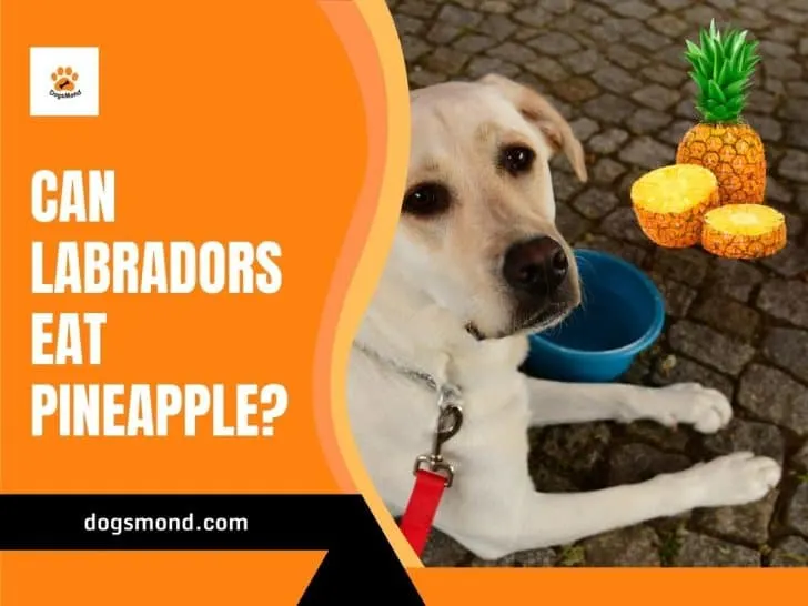 Can Labradors Eat Pineapple?