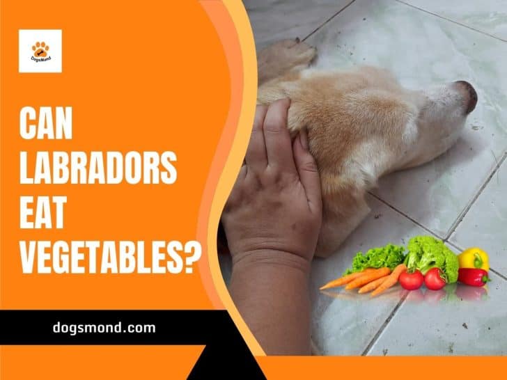 Can Labradors Eat Vegetables?