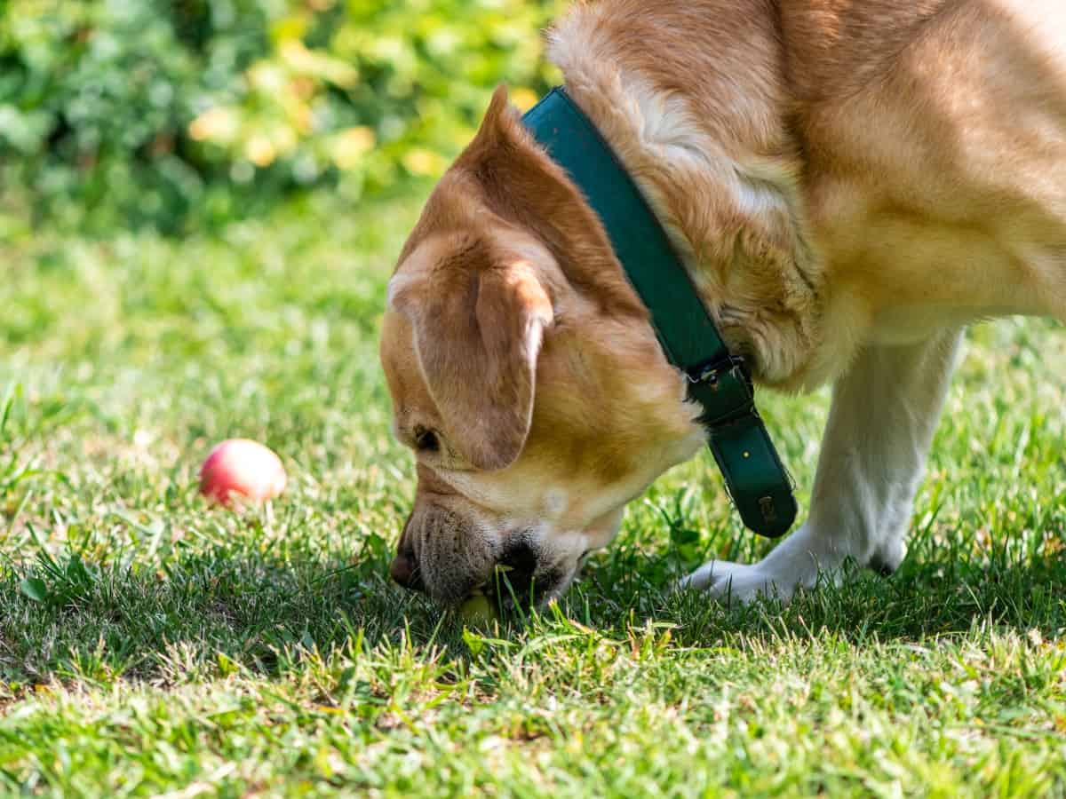 Labrador Eating Apple
