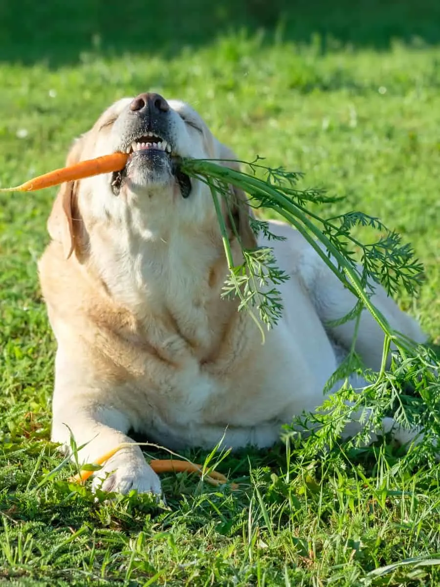 Labrador Eating Carrot