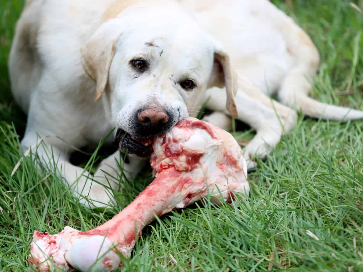 Labrador Eating Large Raw Bone
