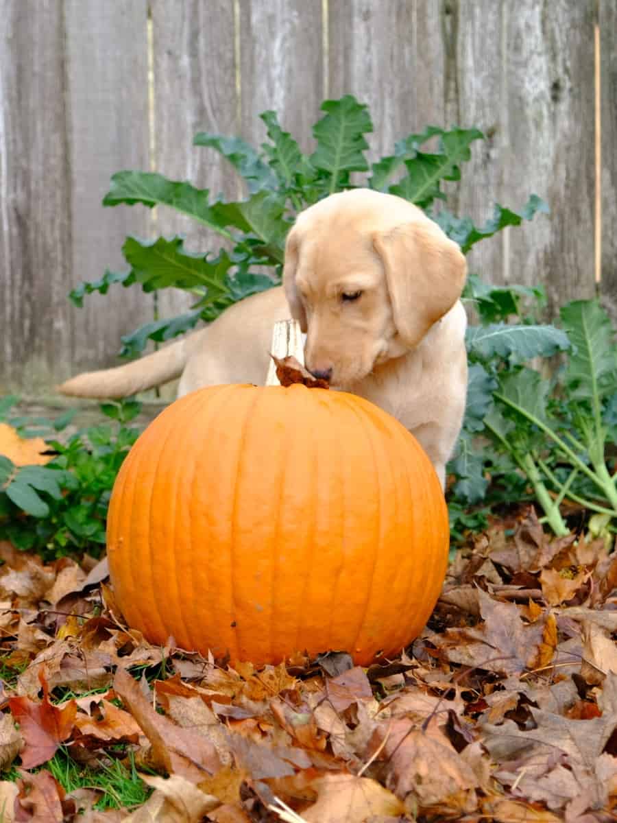 Labrador Eating Pumpkin