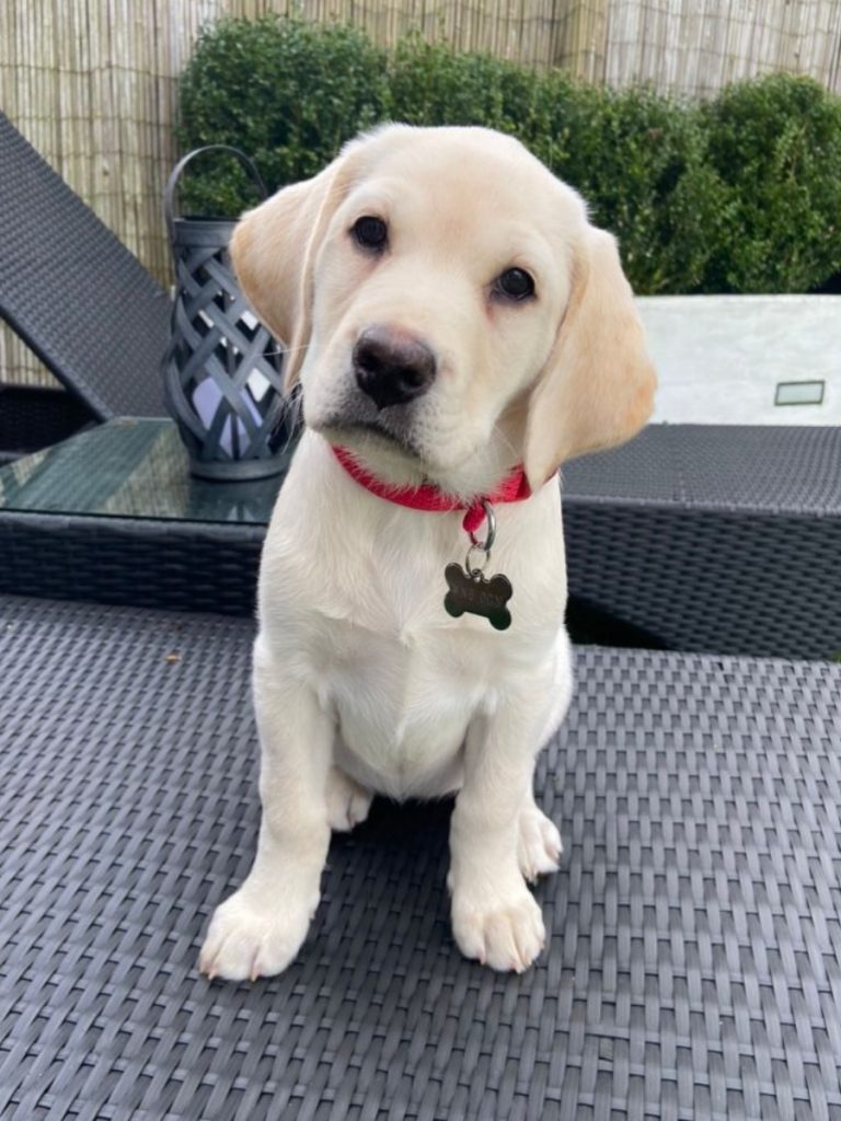 Cute Labrador puppy