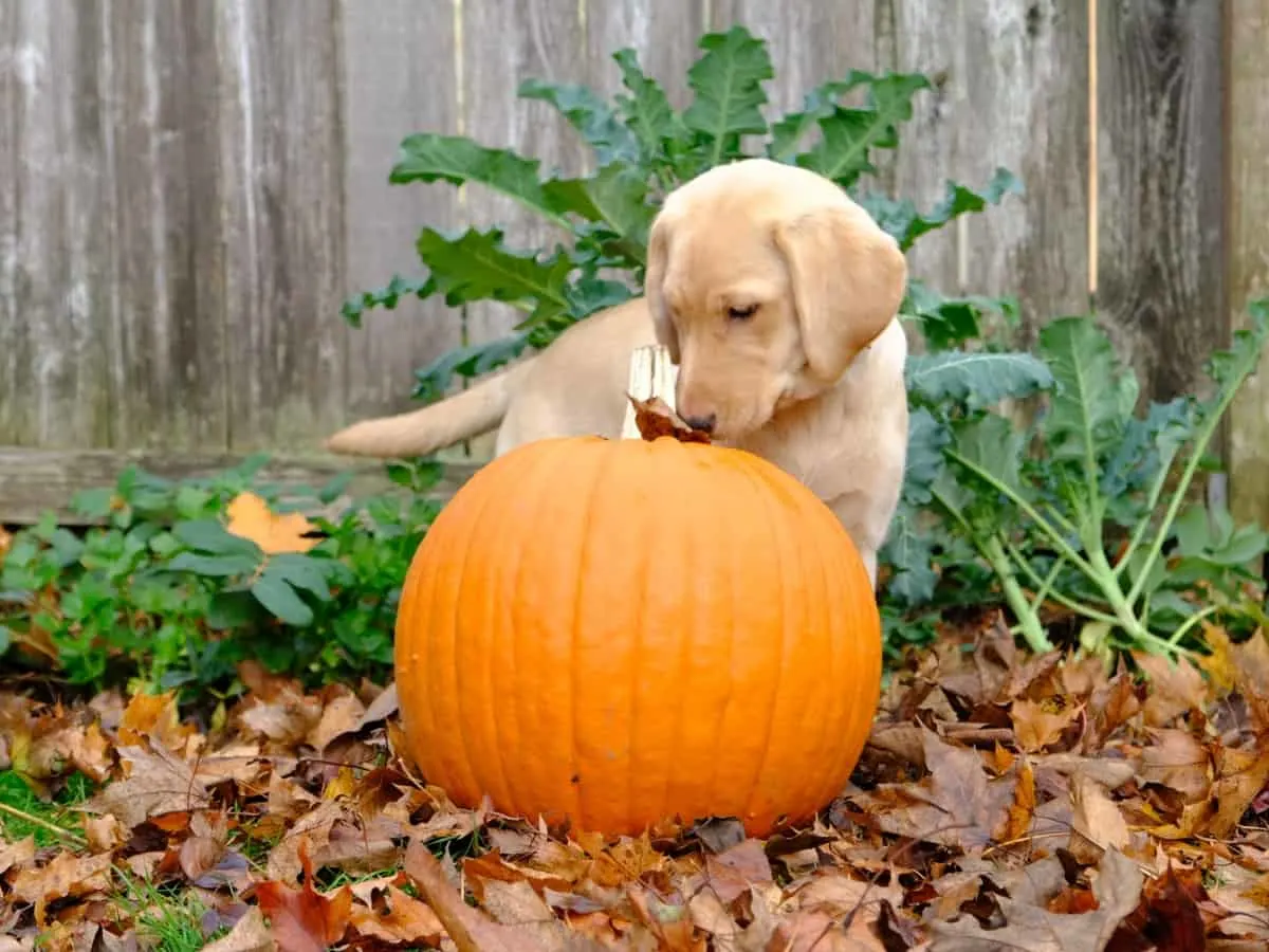 Labrador With Pumpkin