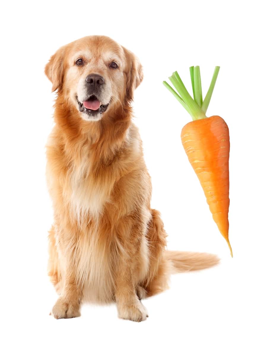 Labrador with a carrot