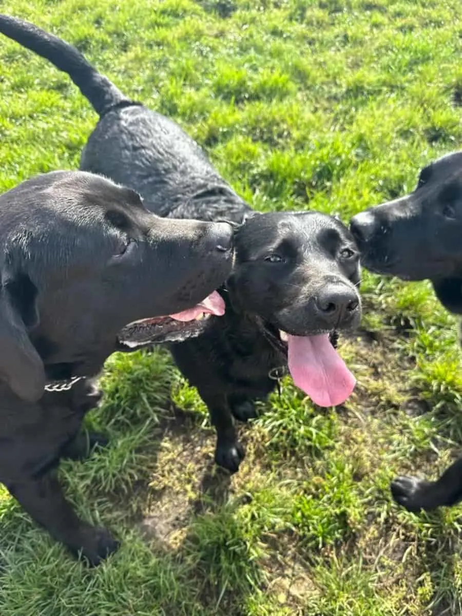 Three Labradors playing