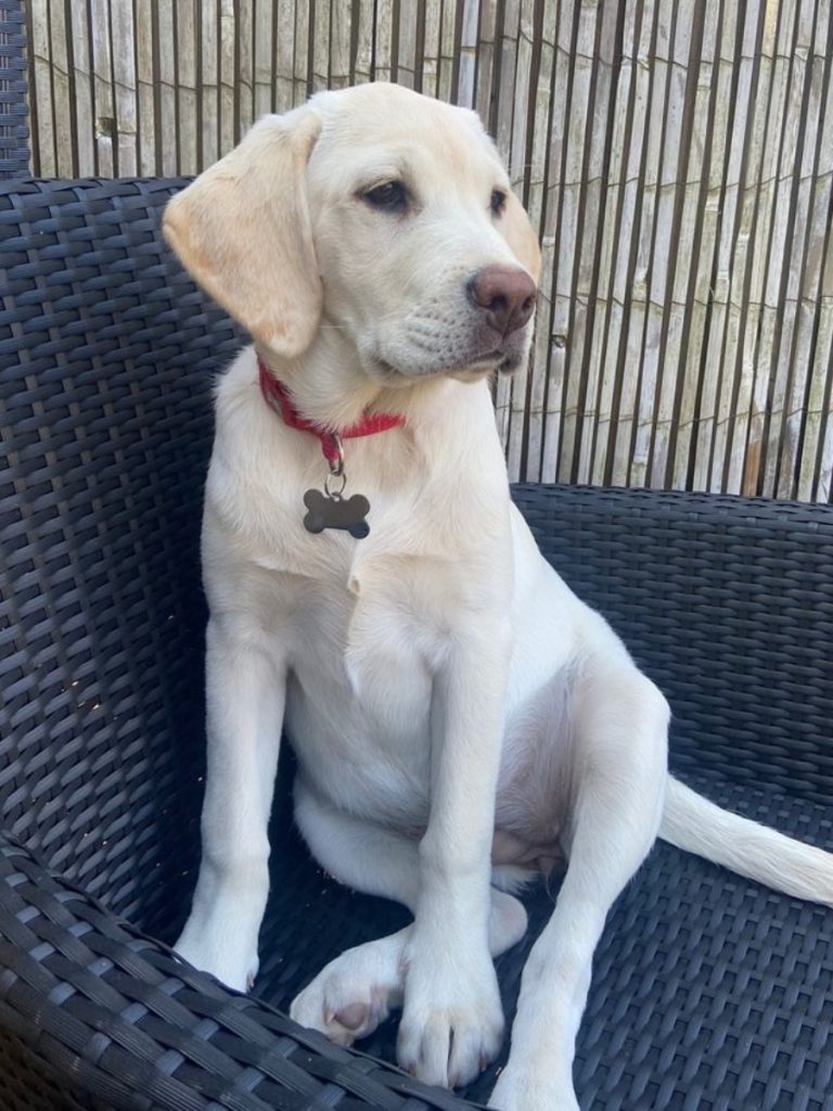 Labrador sitting